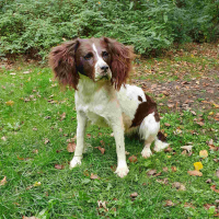 Opgezette ''Staande'' Hond (Jachthond)